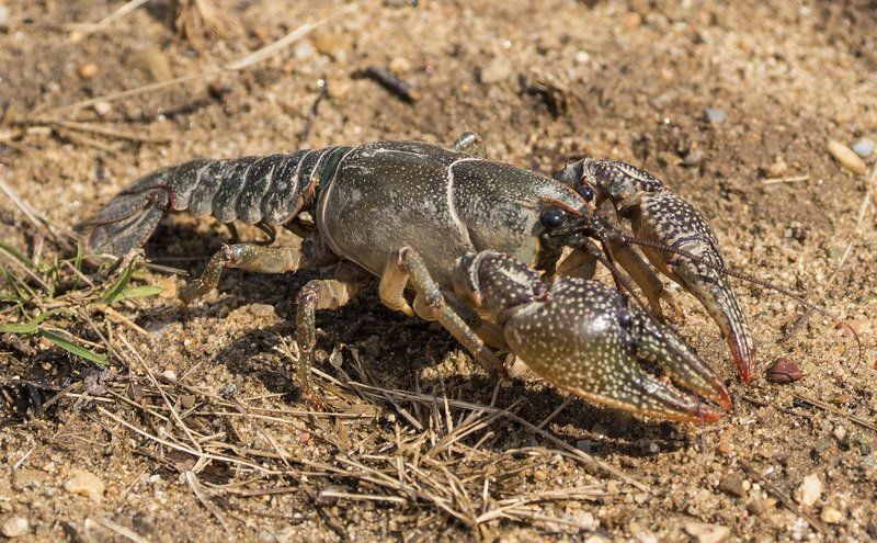 Crawfish Tales: Life on the creek, Business