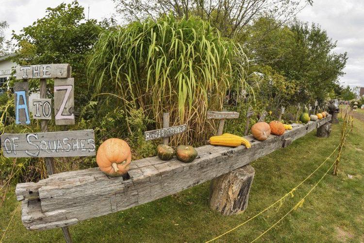 In search of The Great Pumpkin: Arthur, Illinois, patch one ...
