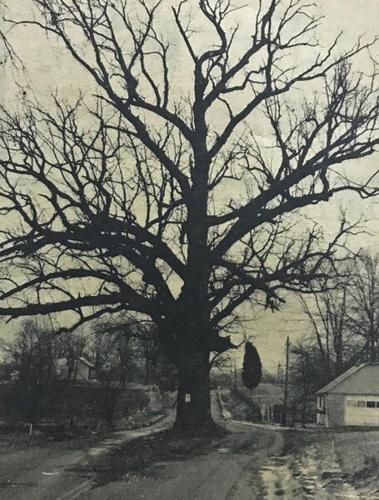 The Off Season: 'The oak tree loves patience' | News Columns ...