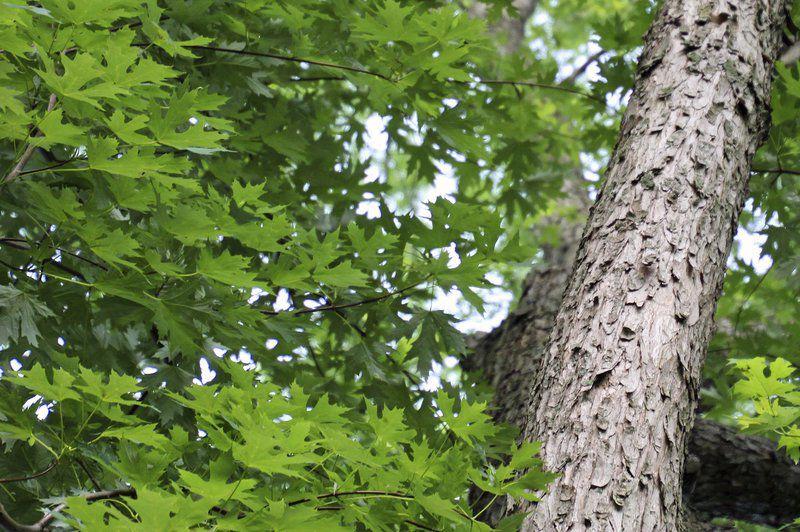 Mike Lunsford Stuck Between A Soft Maple And A Hard Place News