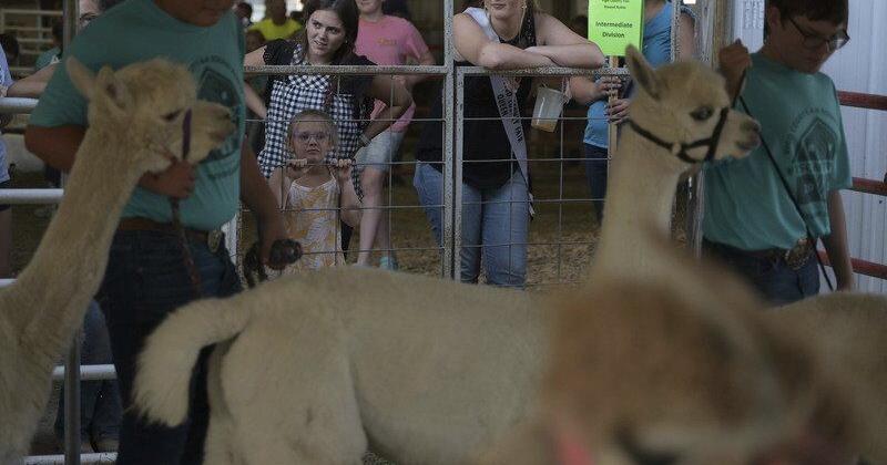 Alpaca and llama club participating in Vigo fair - Vimarsana News