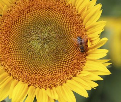 Lunsford There Is Something Magical About Sunflowers News Columns Tribstar Com