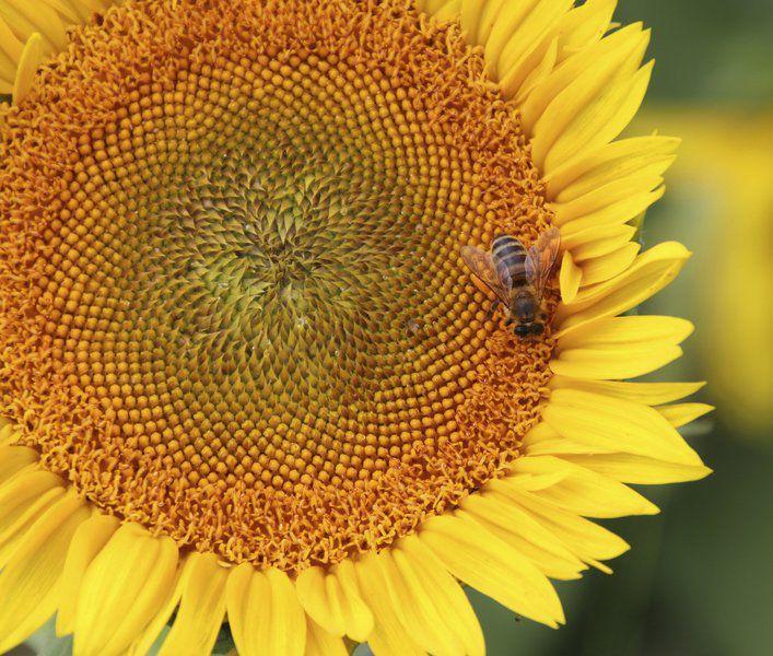 Lunsford There Is Something Magical About Sunflowers News Columns Tribstar Com