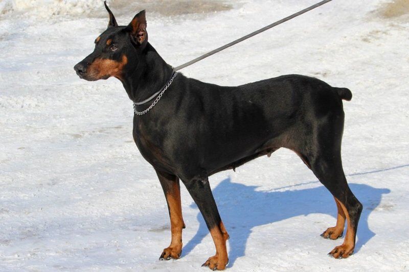 how old to neuter doberman pincher