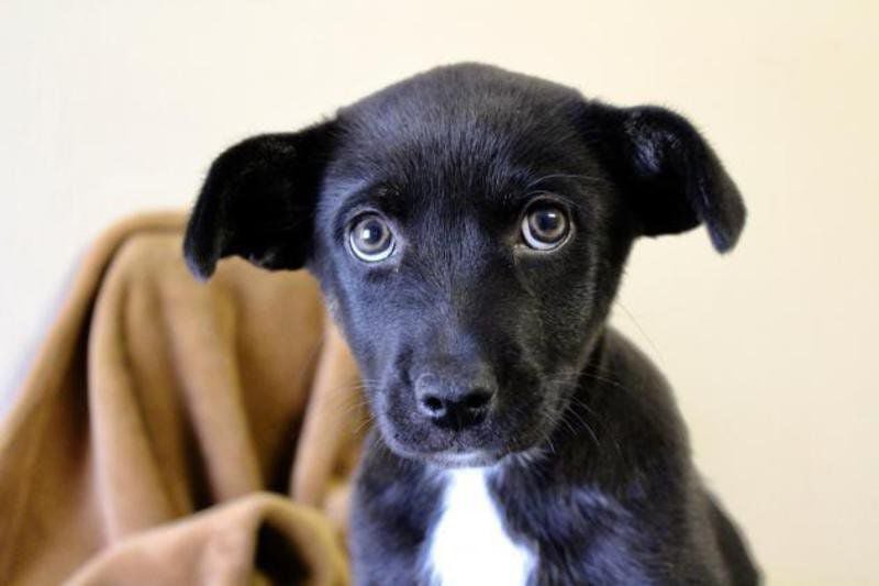 whippet crate training