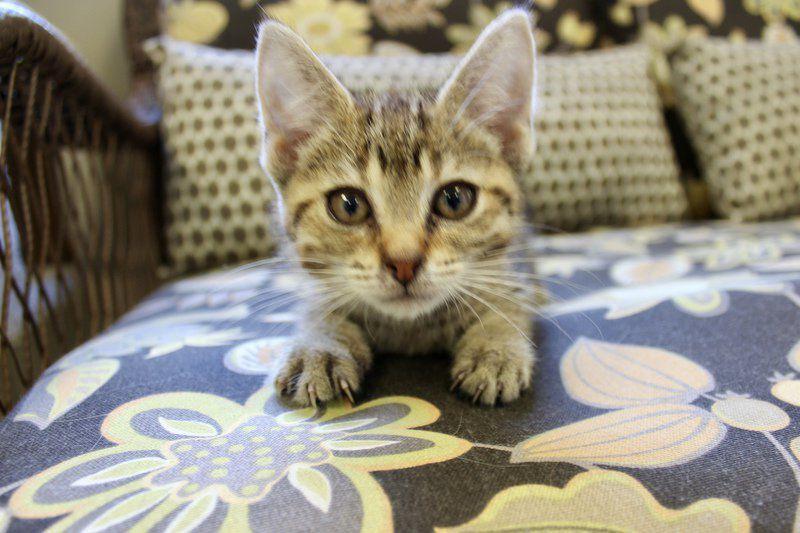 Paw Prints Aspca Warns Cat Owners Of High Rise Syndrome Valley