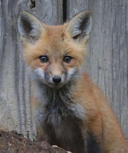 Mike Lunsford: The resilient and fascinating fox | News Columns |  