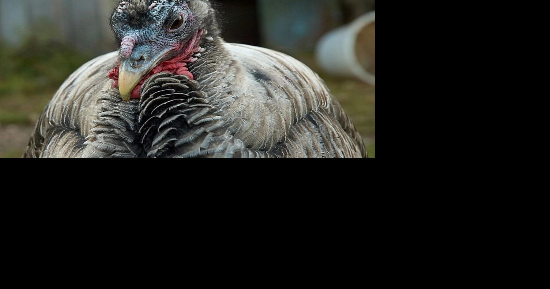 Turkey flock in Sullivan County hit with bird flu