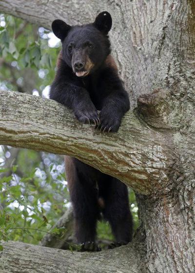 Indiana Has 1st Confirmed Black Bear Presence In 144 Years Indiana News Tribstar Com