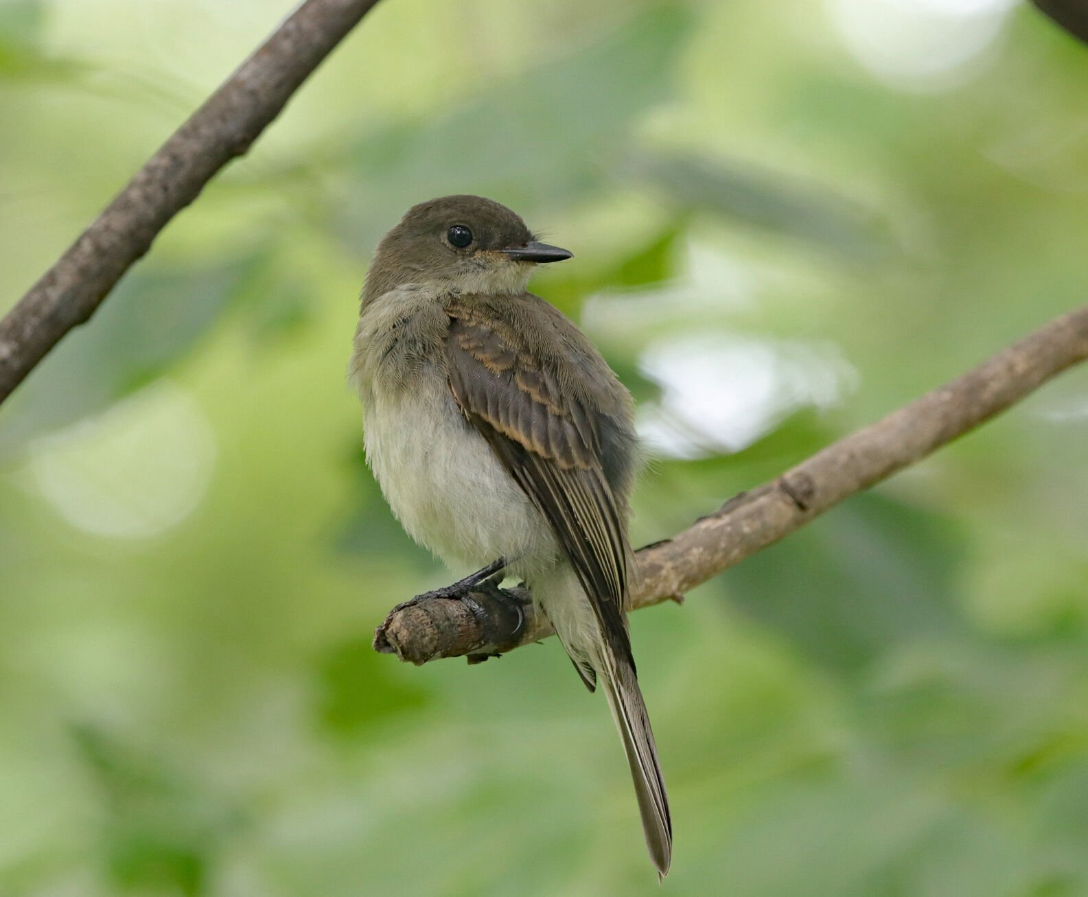 The Off Season: The phoebe that stayed the summer | News Columns