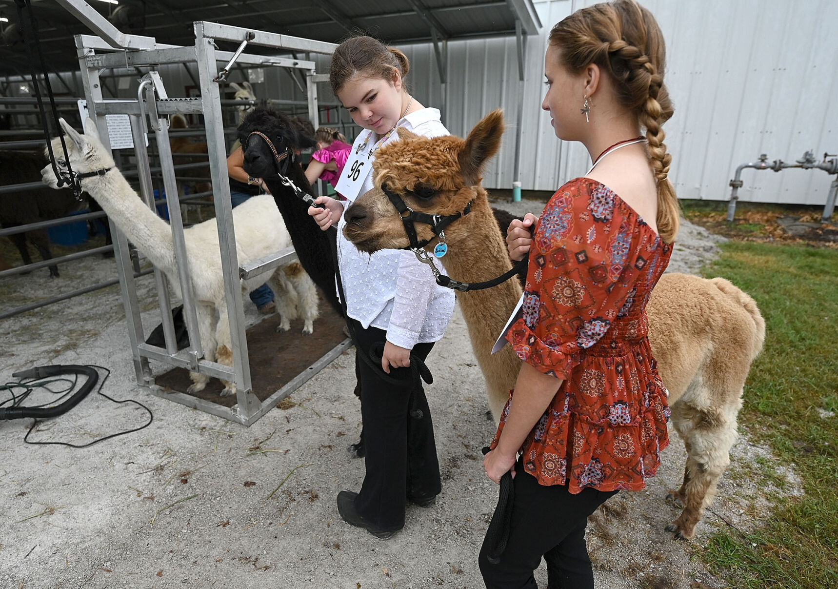 A home of their own: Alpacas and Llamas get their own space at Vigo ...