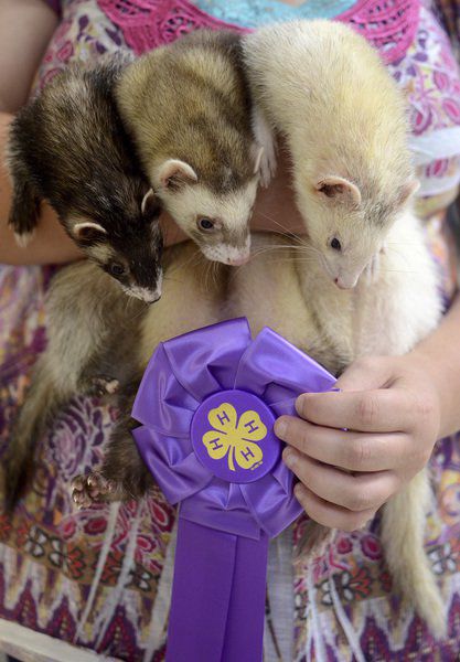 3 ferrets store