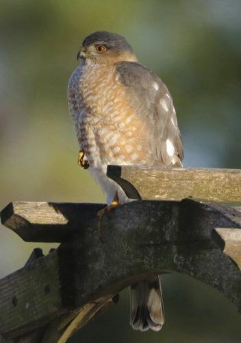 Mike Lunsford: The 'solitary and self-possessed' hawk ...