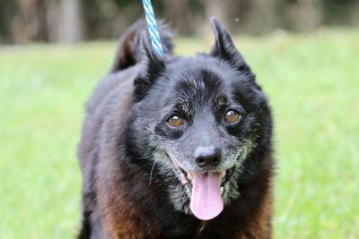 Paw Prints: Rocko