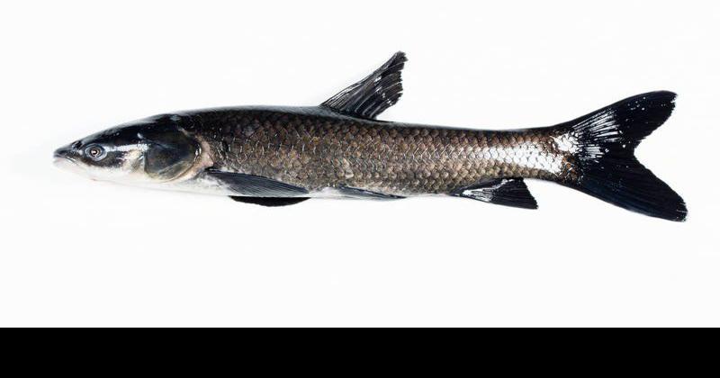 Invasive black carp threaten Hoosier waterways, Indiana News