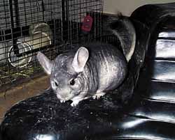 FAMILY AFFAIR: One of Amy Deane's domestic chinchillas at rest ...