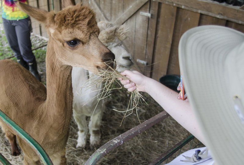 WVC's next ‘Snackin’ with the Alpacas’ program is Oct. 28 | Features ...