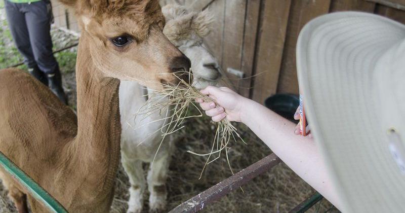 WVC's next ‘Snackin’ with the Alpacas’ program is Oct. 28 | Features ...