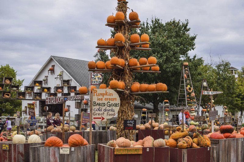 In search of The Great Pumpkin: Arthur, Illinois, patch one for the ...