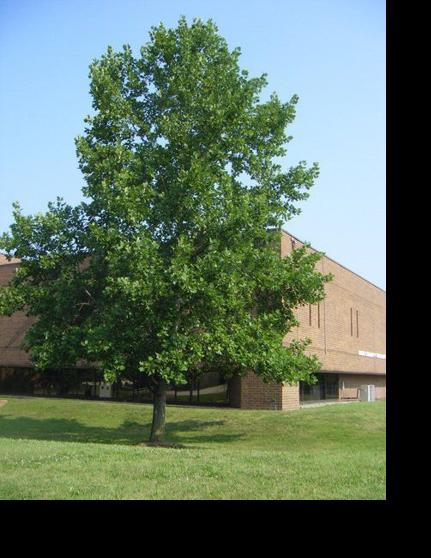 'Space tree' serves as reminder to protect the earth | Valley Life ...