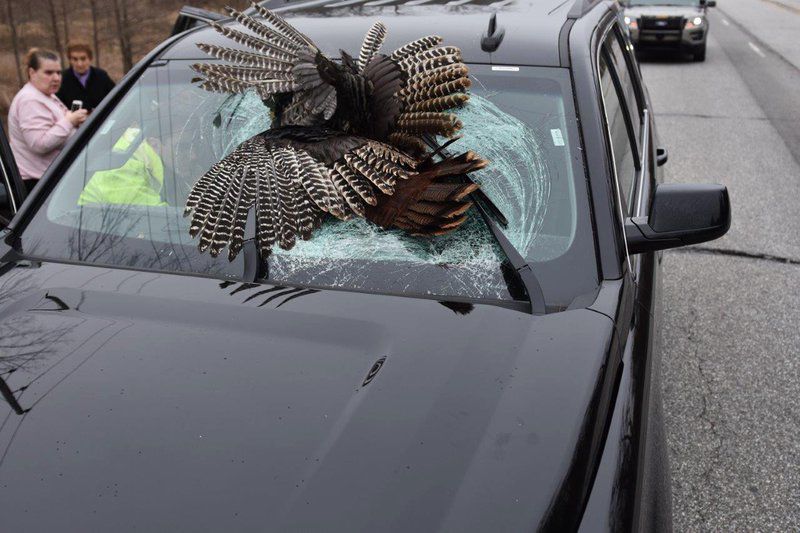 When birds attack 3rd vehicle struck by wild turkeys along Indiana