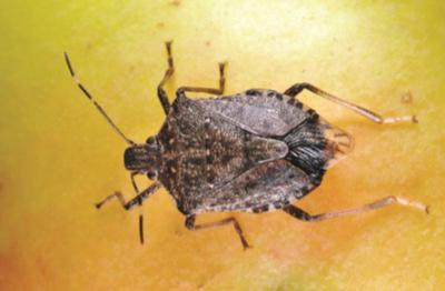 Mark Bennett Stink Bugs Will Keep Hoosiers Company For Winters To