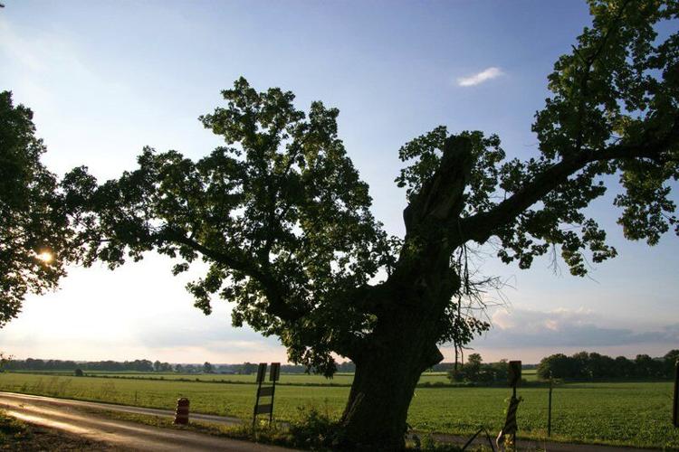 The Off Season: 'The oak tree loves patience' | News Columns ...