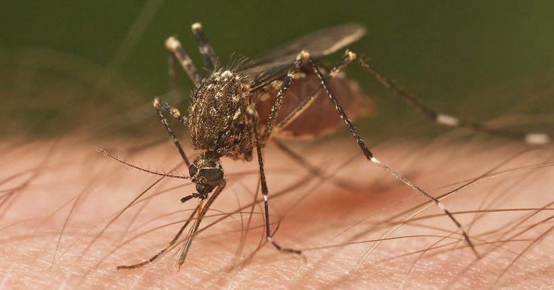 West Nile virus found in Vigo County