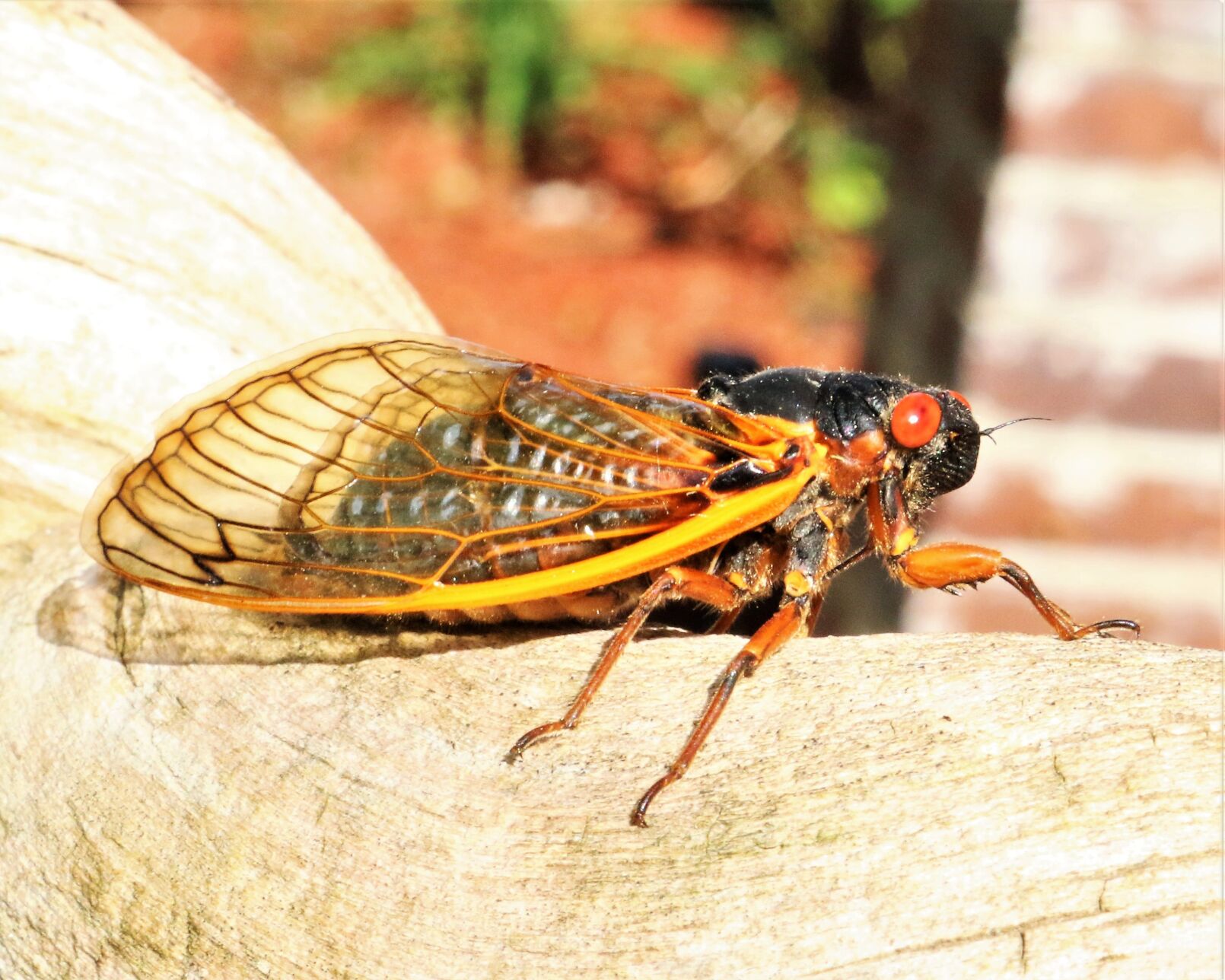 Mark Cicada influx of 2024 may be worth eastcentral Illinois