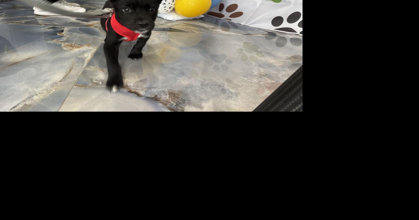 Pacific Northwest Motorsports is supporting pets that need forever homes