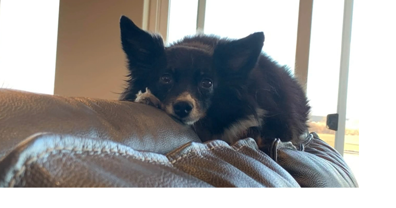 Walla Walla family reunited with ‘Tundra’, their missing dog | Features ...