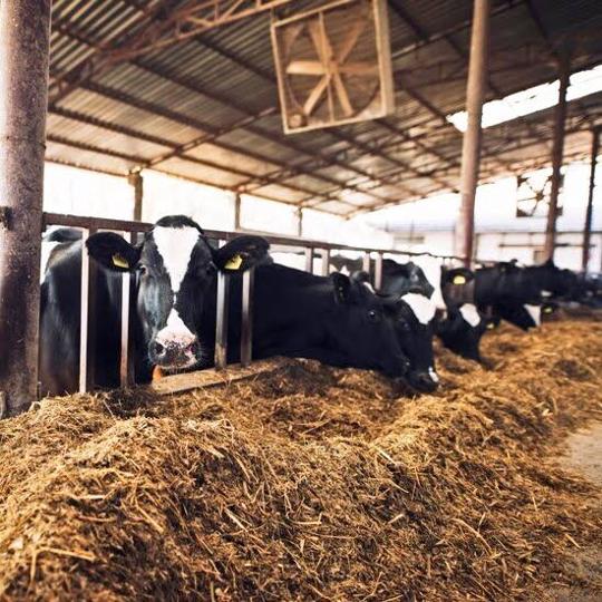 Alpena dairy farmer reappointed to MI Dairy Market Program Committee ...