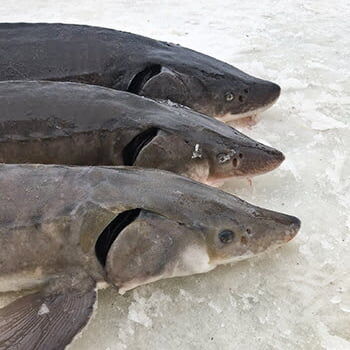 DNR cancels lake sturgeon season on Black Lake | News ...