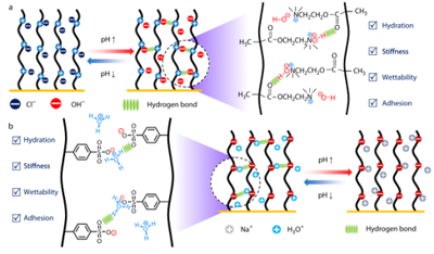 Ph Responsive Smart Polymers Why thickness matters: revealing a hidden lever in pH-responsive ...