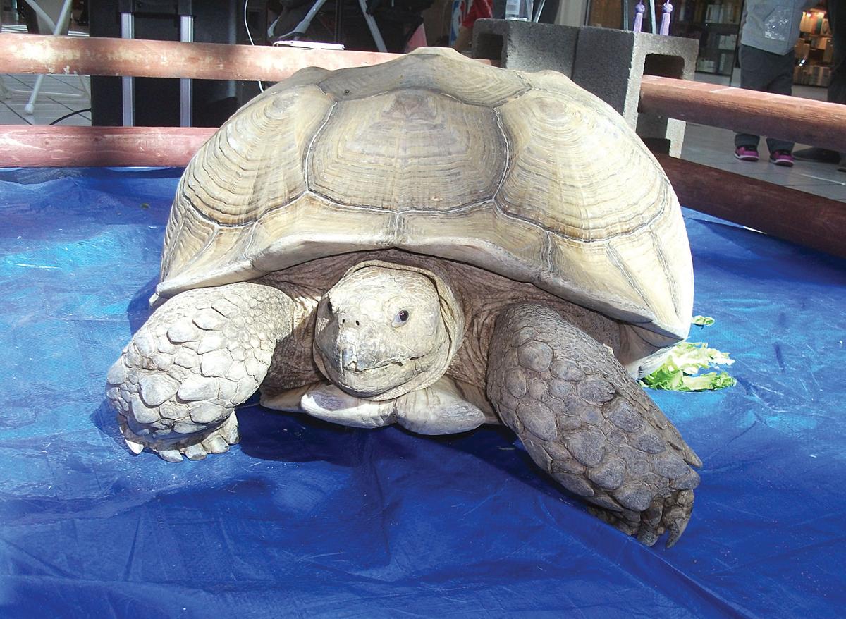 Reptile show at West Valley Mall brings exotic to Tracy Tracy Press