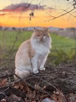 Compassion for cats leads to photo exhibit