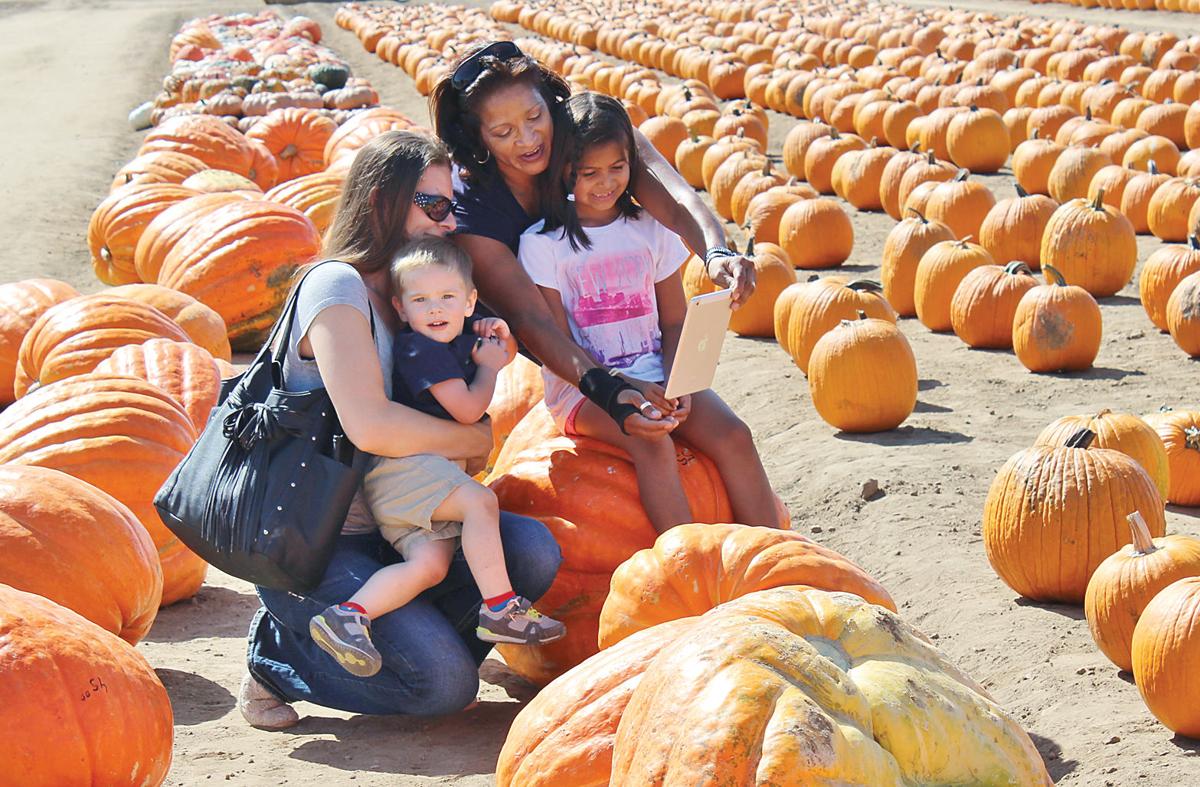 Halloween Fun At Dell Osso Farm Tracy Press Our Town