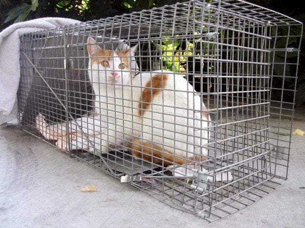 Support needed for feral cats, those who help them
