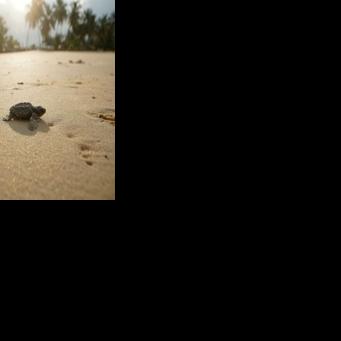 Gabon battles for baby sea turtles' survival