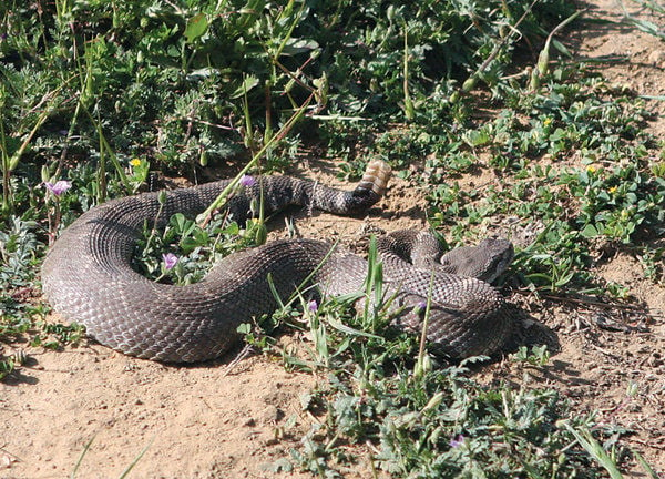 western diamondback rattlesnake striking distance