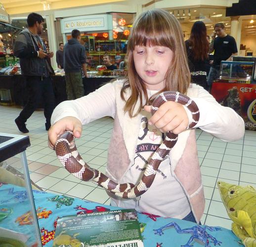 Reptile show features snakes, gators and cats | Tracy Press ...