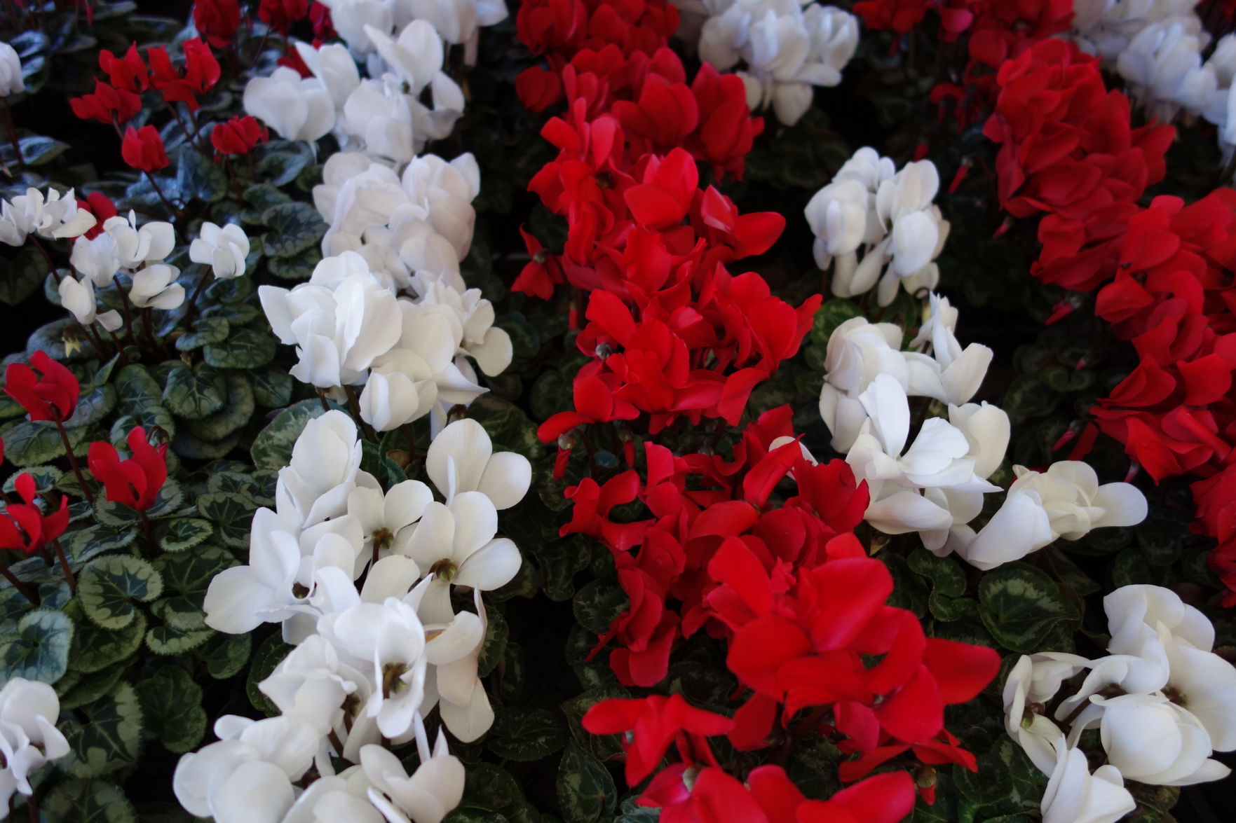 is cyclamen poisonous to dogs