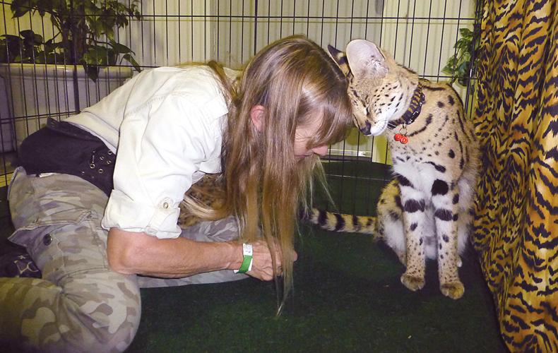 Reptile show features snakes, gators and cats | Tracy Press ...