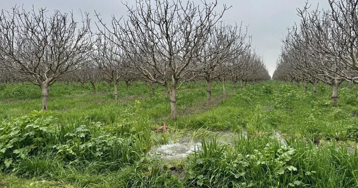 New on-farm recharge project with a soil health twist targets pistachio orchards in the San Joaquin Valley