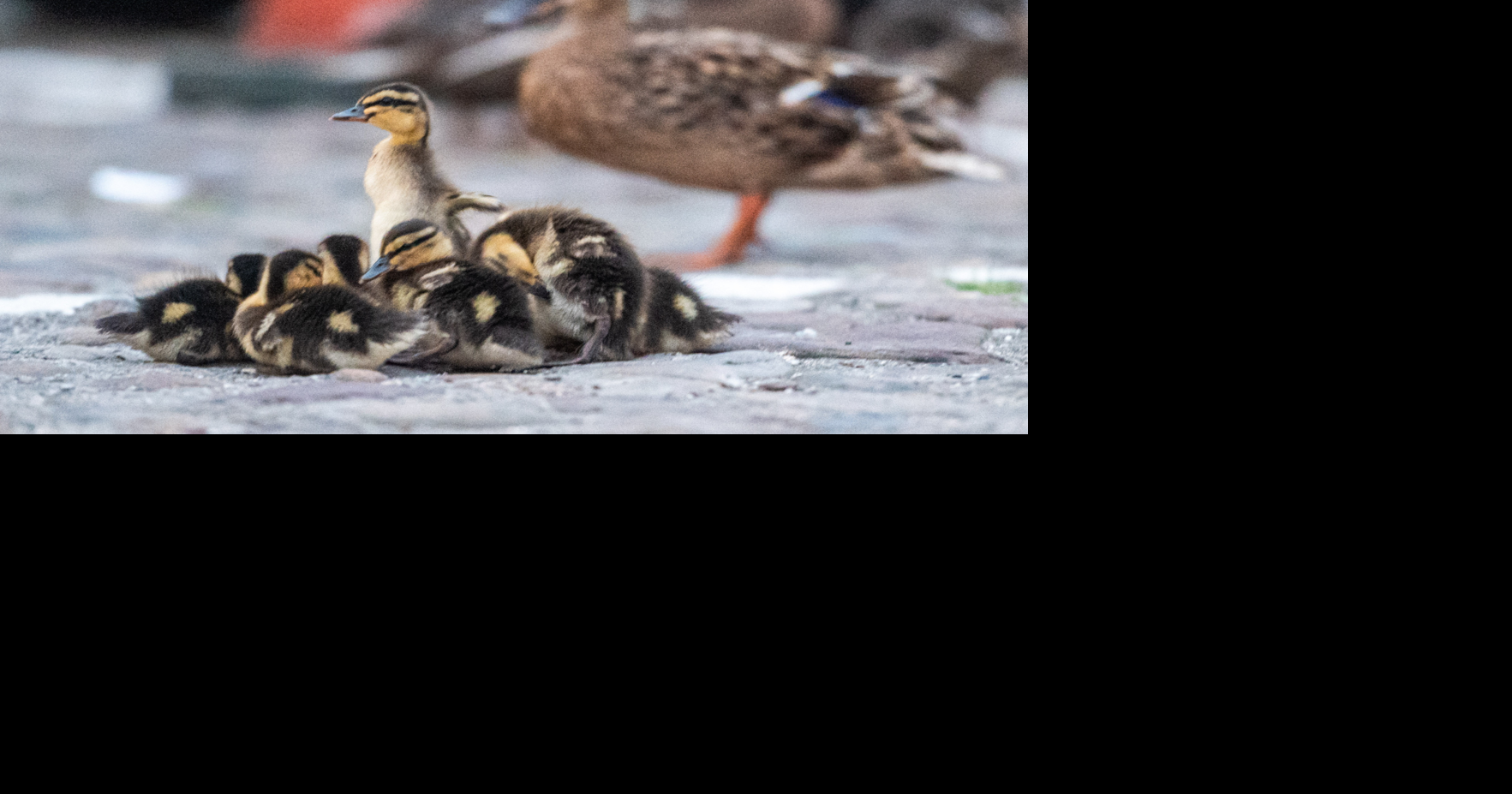 Volunteers help ducks cross safely at night