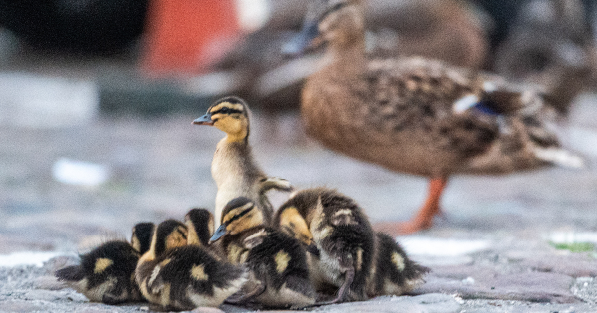 Volunteers help ducks cross safely at night