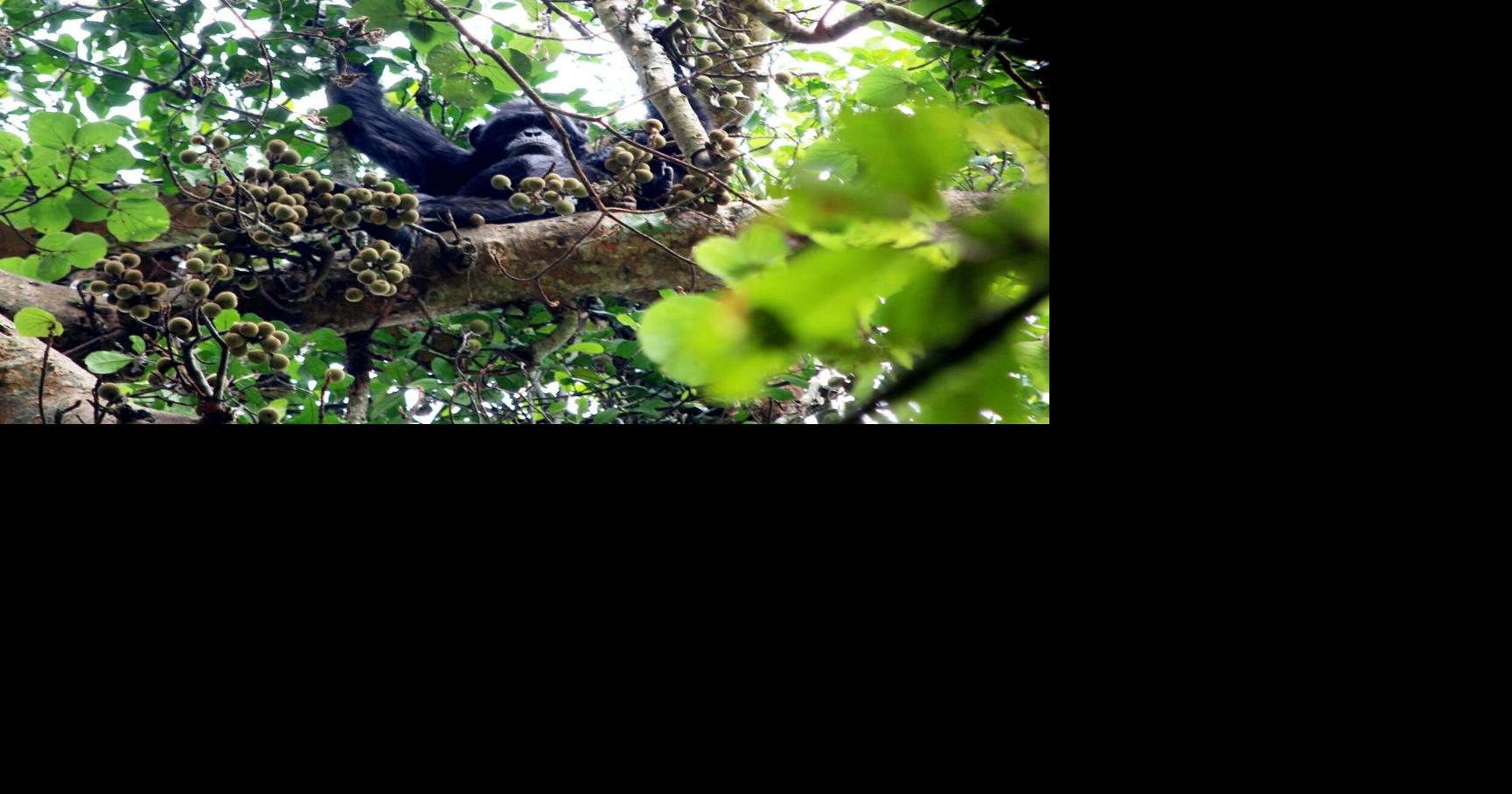 Berkley study finds chimps consume same as 2 glasses of wine daily
