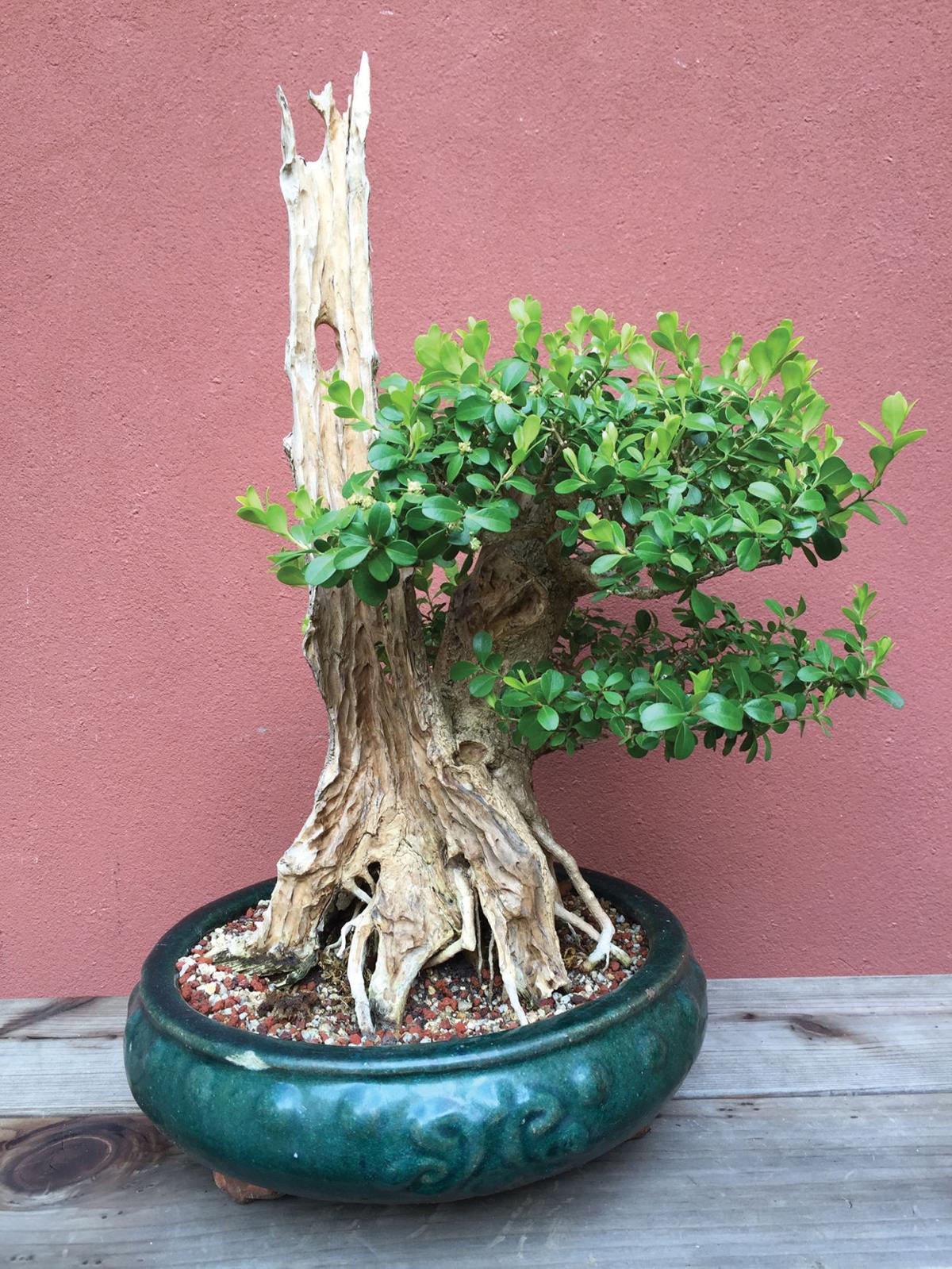 Bonsai Bonanza Press Banner Community Ttownmedia Com