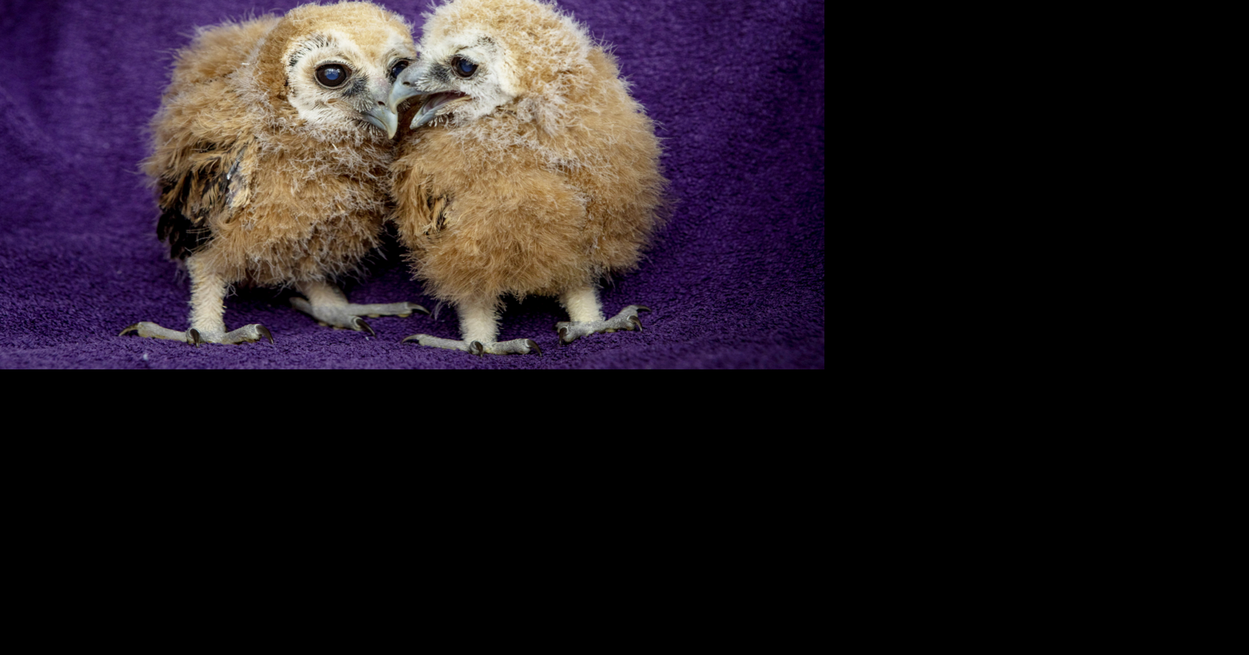 Baby owls hatch for first time at wildlife center