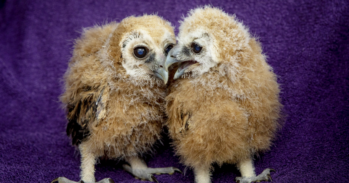 Baby owls hatch for first time at wildlife center
